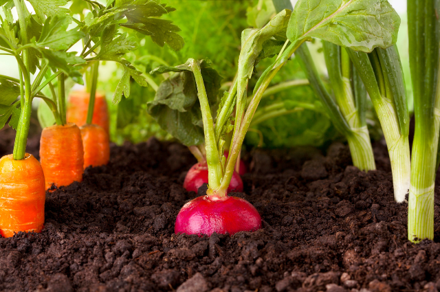 Begin jouw eigen duurzame groentetuin